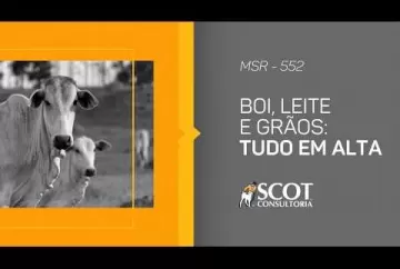 Boi, leite e grãos: tudo em alta Scot Consultoria
