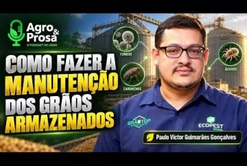 Calor e umidade elevam risco de pragas no milho armazenado Agro e Prosa