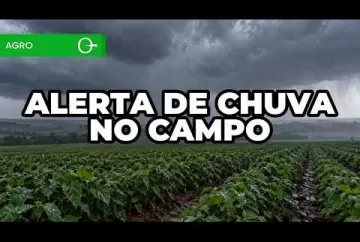 Chuva volta ao Sul: veja os impactos na soja, no milho e na colheita Climatempo