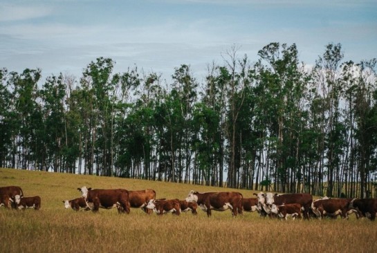 Capa do artigo: Bem-estar animal e acesso a mercados: por que certificações internacionais ganham peso na pecuária global
