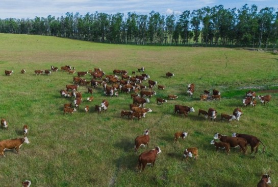 Capa do artigo: Bem-estar animal é o caminho para a produtividade e competitividade na pecuária