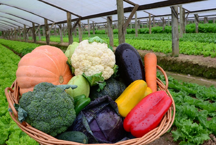Consumo de alimentos org&acirc;nicos cresce mais de 50% no Brasil - Portal do  Agroneg&oacute;cio