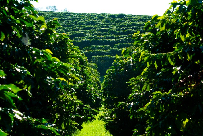 Mercado de café: preços fracos para arábica e firmes para conilon no Brasil  - Revista Cafeicultura