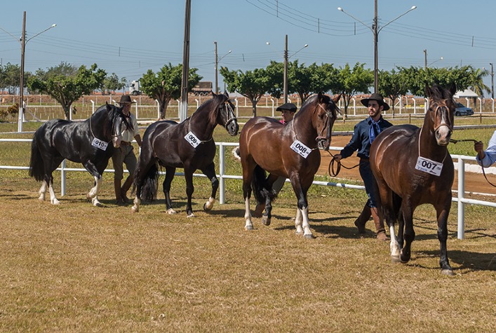 Lance Rural transmite o Cavalo Crioulo na EXPOINTER ao vivo e