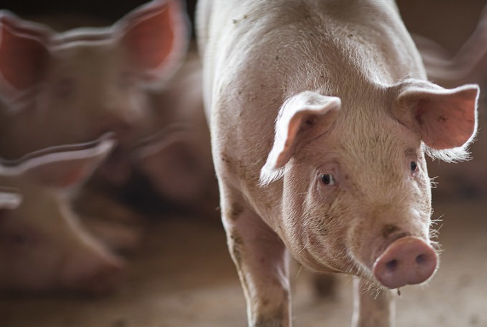 Biotecnologia permite aproveitar mais nutrientes das rações