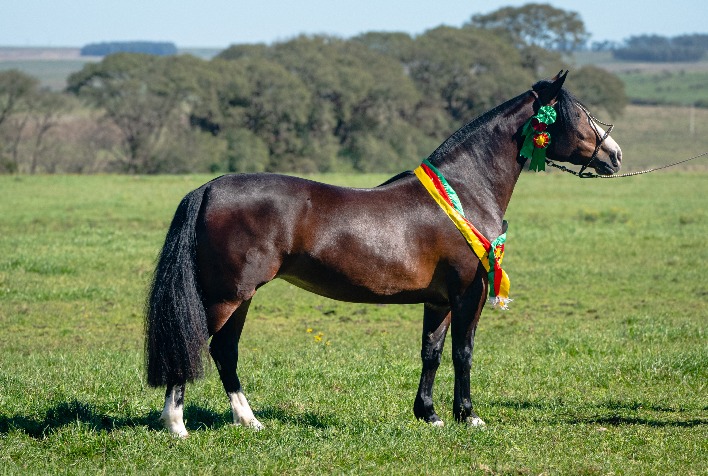 Lance Rural transmite o Cavalo Crioulo na EXPOINTER ao vivo e