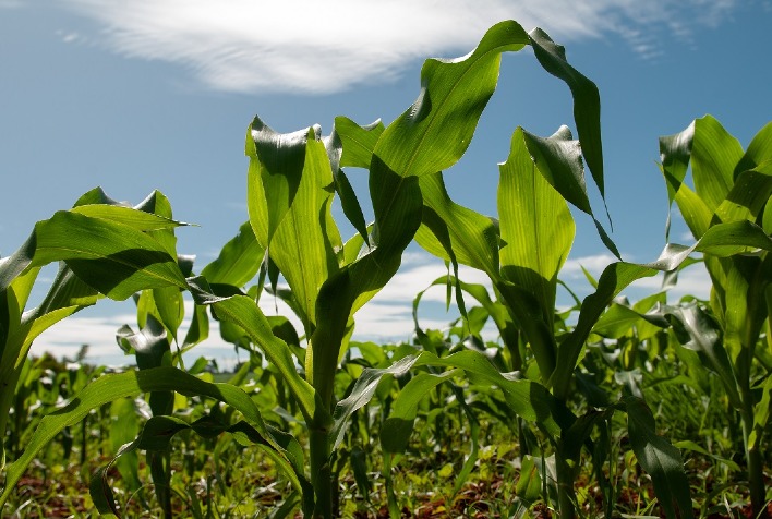 Ihara apresenta soluções para o cultivo do arroz e soja