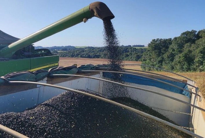 Mercado de Feijão: Oferta Limitada Impulsiona Preços do Feijão Preto Enquanto Carioca Mantém Estabilidade