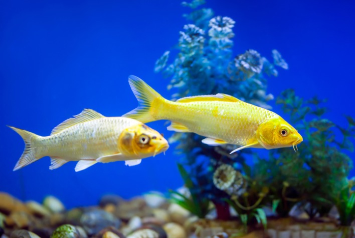 Brasil Celebra Abertura de Mercado para Peixes Ornamentais nas Filipinas