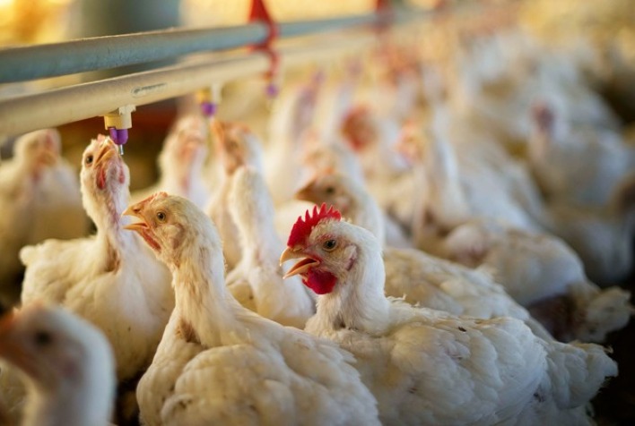 Em 2024 frango vivo e abatido voltam a registrar, aproximadamente, o mesmo diferencial de preços de 2019