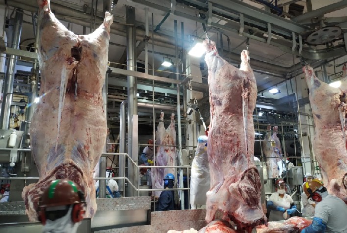 Crescimento do Abate de Bovinos em Goiás Atinge 23,9%