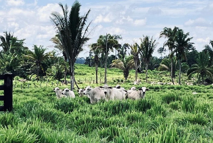 Comissão Europeia propõe adiamento da Lei Antidesmatamento