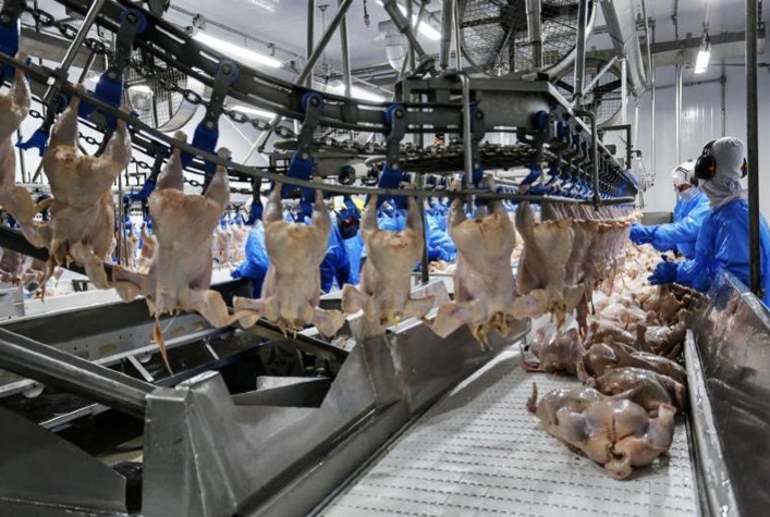 Preço do Frango Resfriado Registra Alta de 7,78% no Mês, Enquanto Congelado Mantém Estabilidade no Atacado Paulista