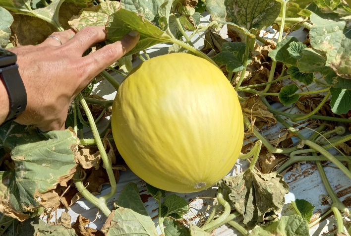 Fruticultura do Nordeste Brasileiro Cresce com Irrigação por Gotejamento e Aumento nas Exportações