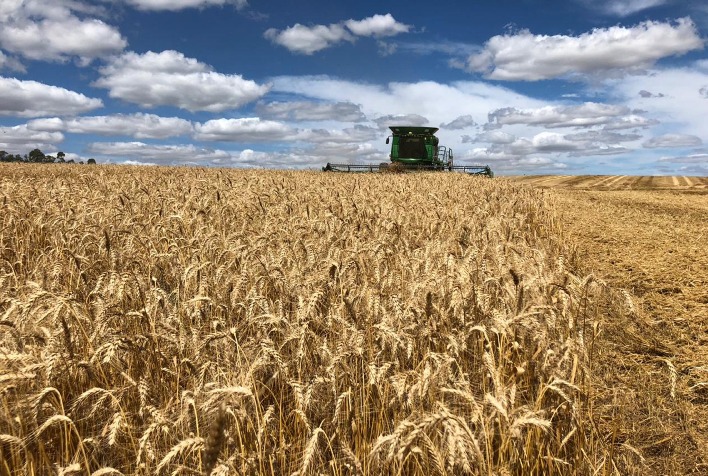 Mercado de trigo segue desaquecido no Sul do Brasil