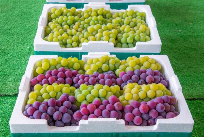 Exportações Brasileiras de Uva Apresentam Desempenho Positivo em Janeiro