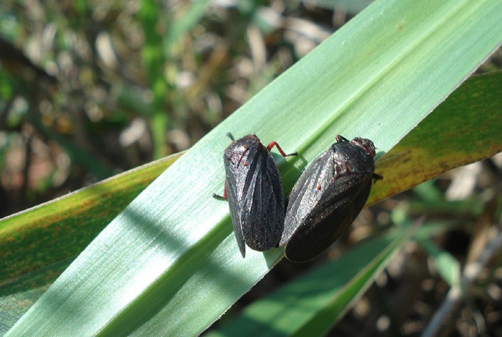 Resistência natural: estudo revela defesa de gramínea brasileira contra cigarrinha-das-pastagens