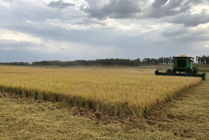 Colheita de Arroz no Brasil: Preços em Queda e Expectativas para o Mercado Internacional