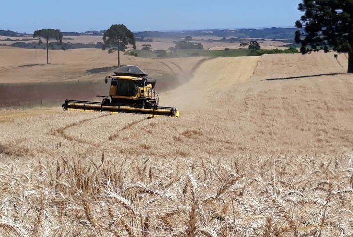 Previsão do Deral Indica Redução de 20% na Área de Trigo do Paraná em 2025