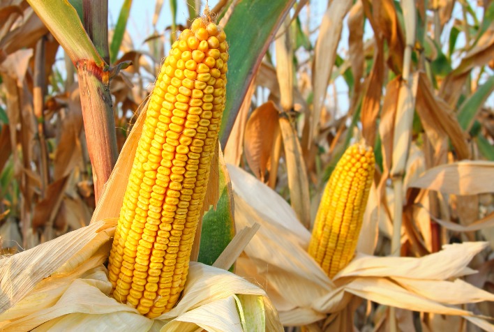 Mercado de Milho Registra Alta em Março Apesar de Maior Oferta em Alguns Estados