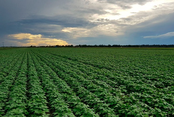 Reavaliação da Área Cultivada e da Produtividade do Feijão no Rio Grande do Sul
