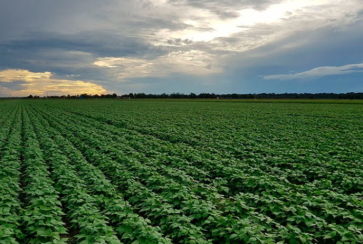 Clima Frio e Úmido Preocupam Produtores de Feijão no Rio Grande do Sul