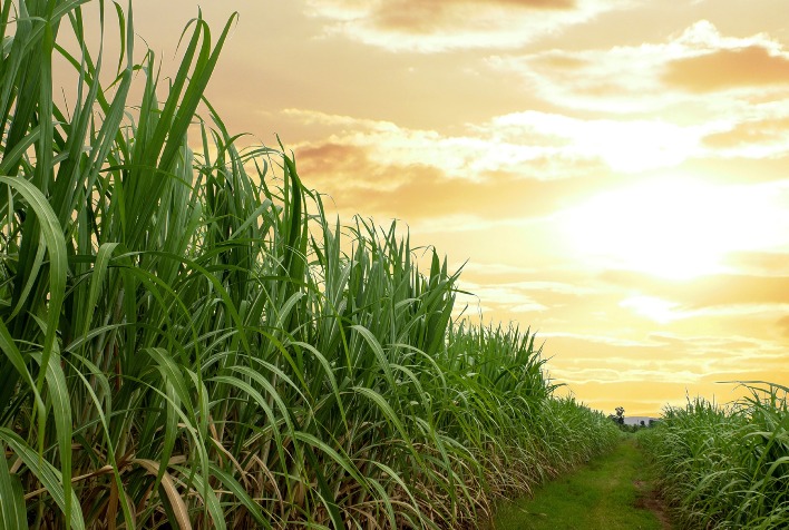 Estudo inédito revela desafios econômicos para a produção de cana-de-açúcar em Quirinópolis (GO)