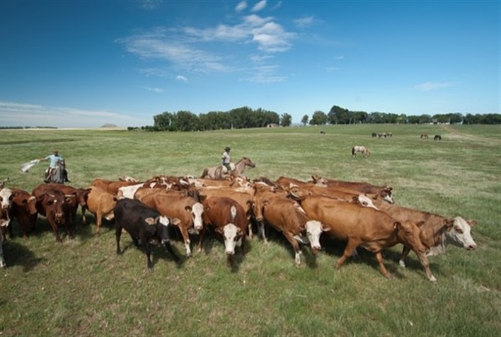 Irregularidade das chuvas impacta desenvolvimento de pastagens no Rio Grande do Sul