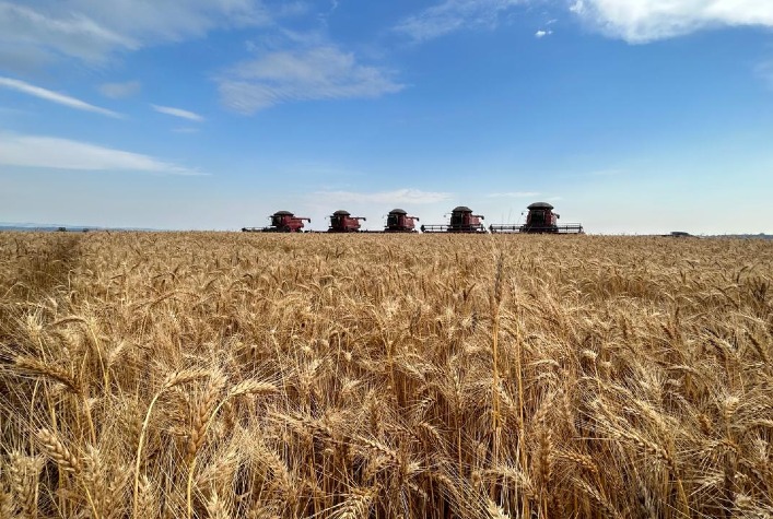 Moagem reduzida, estoques altos e pressão internacional desafiam mercado do trigo no Brasil