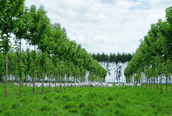 Sistema Bacaeri – BoiTeca: Inovação na Integração Pecuária-Floresta e Potencial Econômico para o Produtor Rural