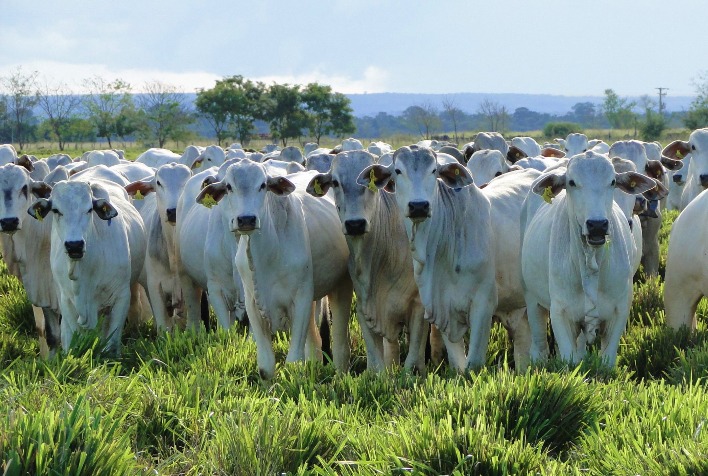 Preço da arroba do boi gordo cai pelo terceiro dia consecutivo em São Paulo e outras regiões