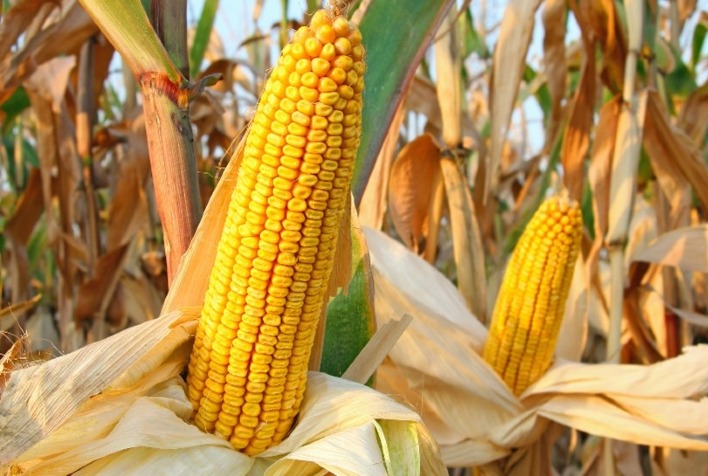 Mercado do milho começa a semana com baixa liquidez no Brasil e queda na B3, enquanto Chicago registra alta