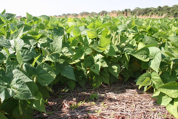 Estudo da Embrapa aponta datas ideais para plantio do feijão em Goiás e ajuda a reduzir riscos climáticos