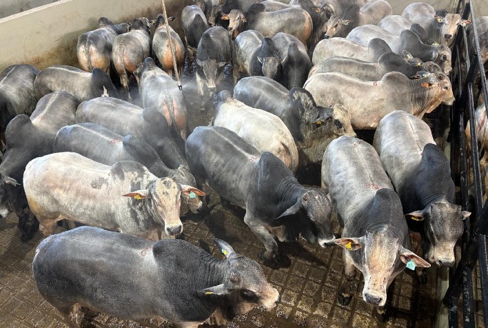 Circuito Nelore de Qualidade realiza etapa inédita em Assunção com avaliação de mil animais