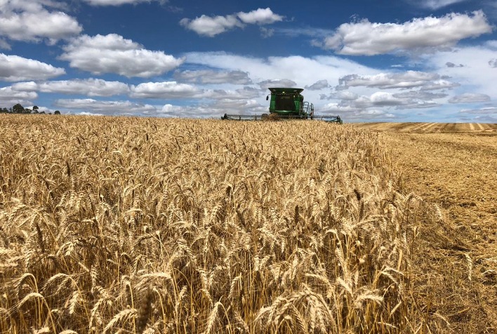 Produtores de trigo no RS iniciam plantio com menor investimento em tecnologia