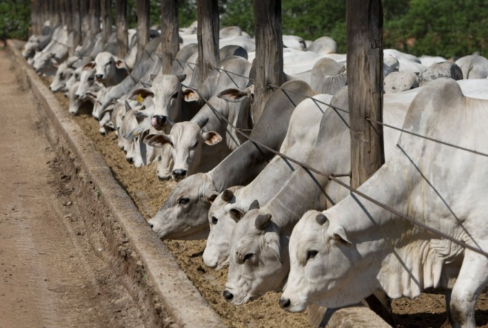 Safrinha Reduz Custo de Confinamento e Garante Margem ao Pecuarista em Maio de 2025