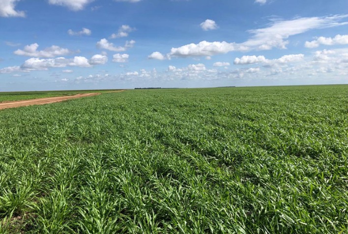 Conversão de pastagens degradadas pode elevar produção de grãos em mais de 50% no Brasil, aponta Itaú BBA