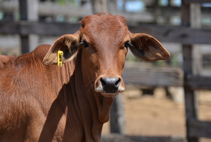 Gado Sindi da Embrapa recebe certificação genética e fortalece pecuária no Semiárido