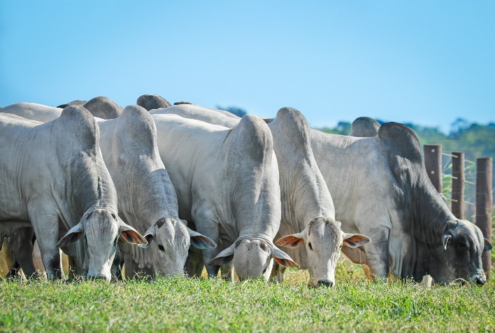 Exportações aquecidas e pouca oferta de animais jovens elevam preços do boi gordo no Brasil