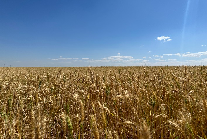 Trigo brasileiro enfrenta impasse entre produtores e moinhos enquanto mercado segue travado