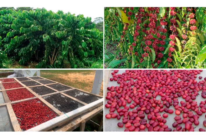 Pesquisa confirma viabilidade do cultivo de café canéfora sem irrigação no Vale do Juruá, Acre