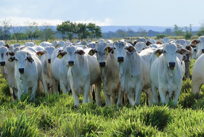 Oferta maior e escoamento lento pressionam preços da vaca em Belo Horizonte
