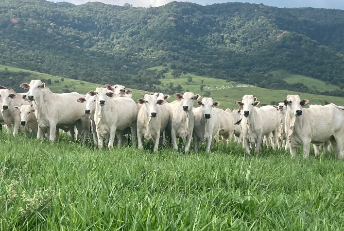 Mercado do boi gordo registra estabilidade com início de confinamento e influência do inverno