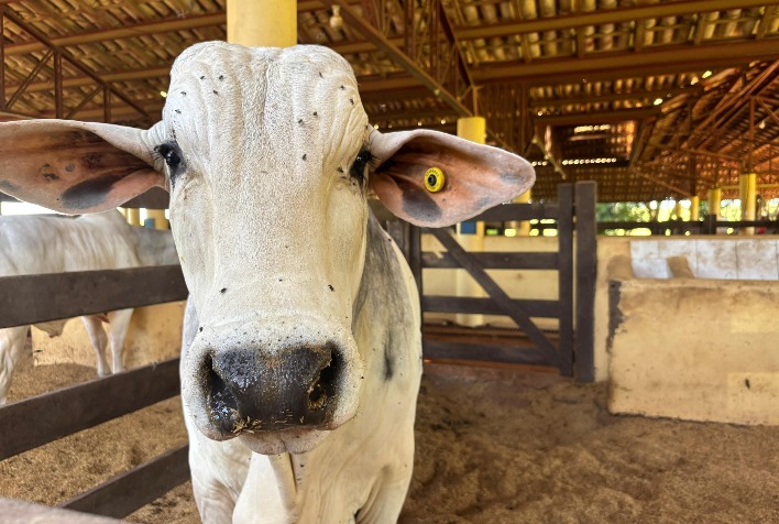 Boletim agropecuário destaca avanço da bovinocultura e impactos das geadas em lavouras do Paraná