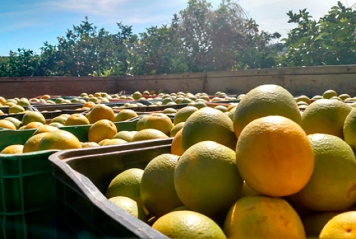 Laranja para indústria registra alta após alívio em tarifas dos EUA