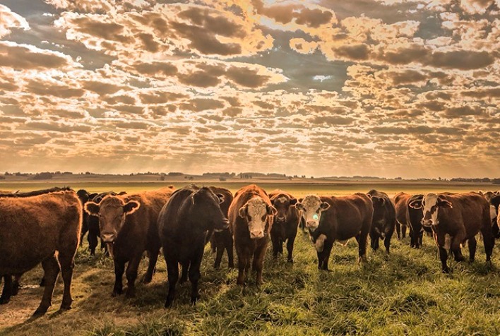 Demanda externa aquecida e escalas curtas impulsionam preços do boi gordo no Brasil