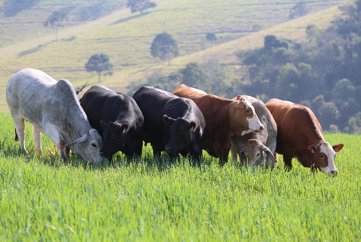 Preços do boi gordo avançam no Brasil, mesmo com ampliação das escalas de abate