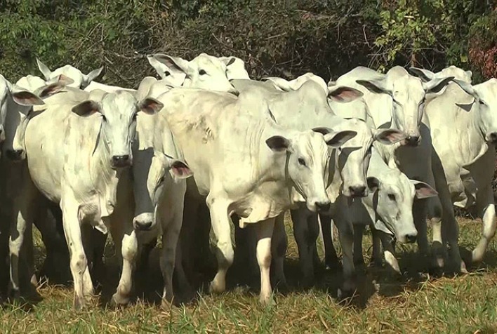 Rebanho de fêmeas em Mato Grosso registra menor nível histórico