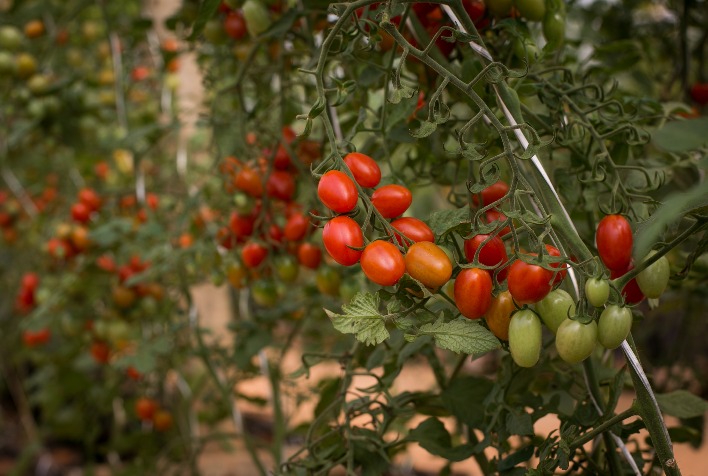 Queda nos preços do tomate no atacado paulista preocupa produtores