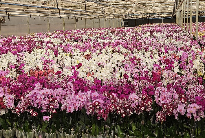 Floricultura brasileira cresce quase 10% em 2024 e movimenta mais de R$ 21 bilhões